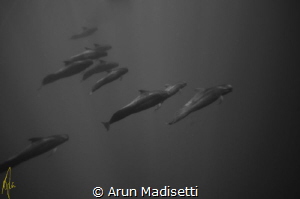 Pod of Pilot Whales, the jet fighters of the marine mamma... by Arun Madisetti 